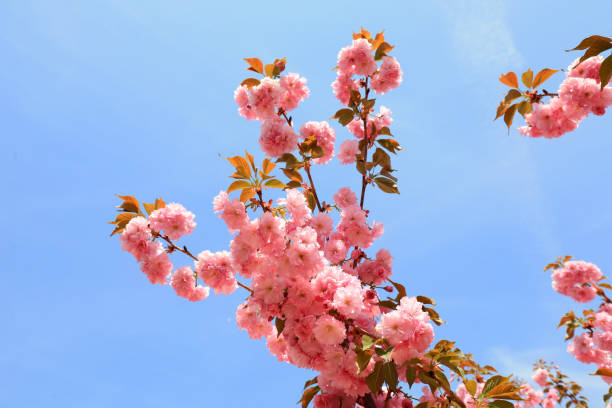 istock Cherry blossoms in full bloom in the park, North China 1989344511