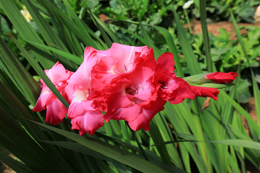 Beautiful Gladiolus flowers are in the nursery, North China