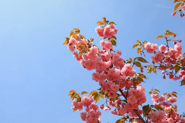 istock Cherry blossoms in full bloom in the park, North China 1989344515