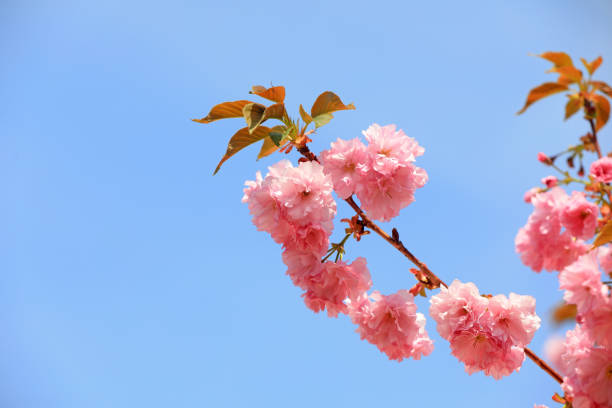 Cherry blossoms in full bloom in the park, North China