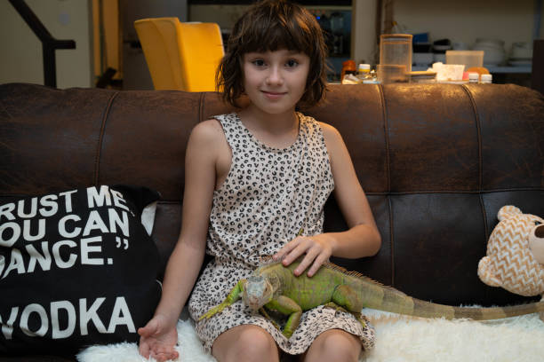 the iguana sits on the girl's lap. reptile in human hands. - iguana reptile smiling human face imagens e fotografias de stock