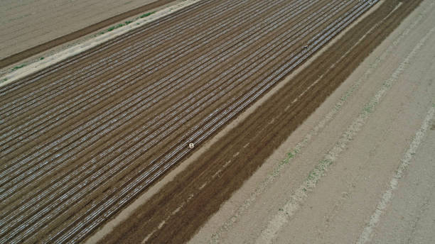 istock Plastic film peanut field, North China 1989348142