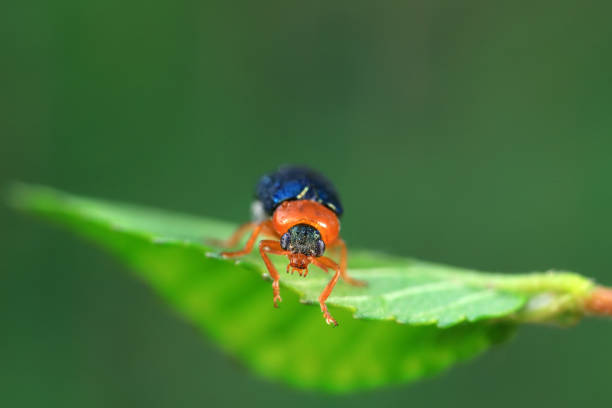 Leaf beetle on wild plants, North China