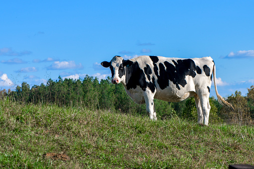 Milk Cow grassing
