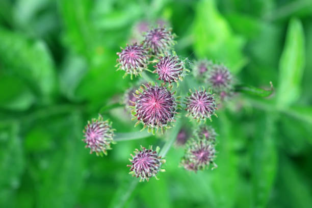 Bur Patch