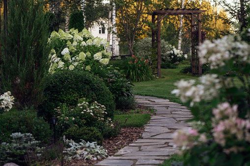 ornamental cottage garden view in august with blooming hydrangeas paniculata, stone path way and wooden archway