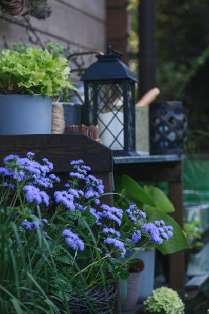 istock rustic potting bench (gardener table) in summer garden decorated with ageratum in flowepots 1989367583