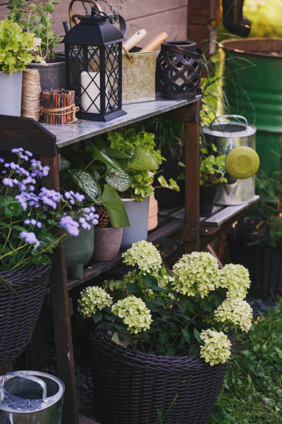 istock Gardener work bench (potting table) in summer garden. Hydrangea paniculata Little Lime in pot 1989368098