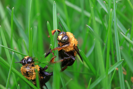 Yellow breasted wasp collects honey on Wisteria flowers, North China