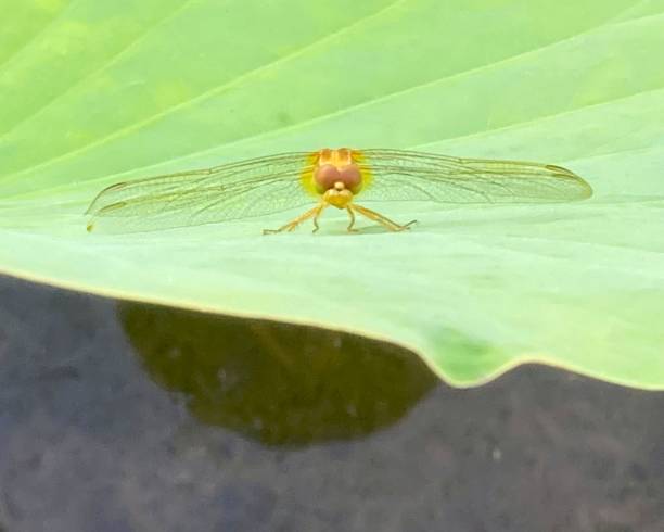 istock Yellow and brown dragonfly on a lotus leaf in a pond. 1989387889