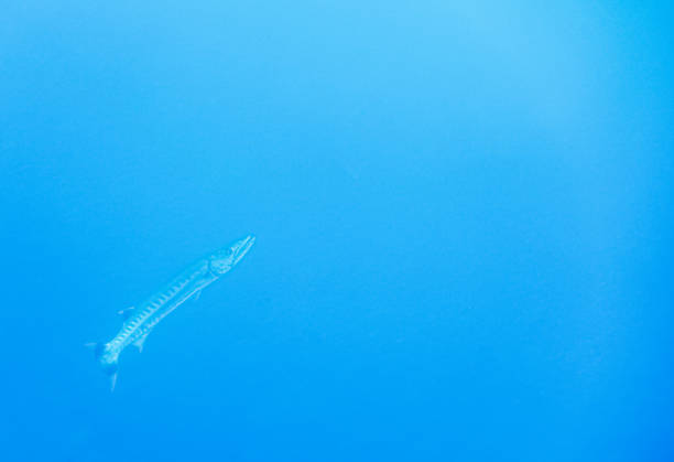 giant barracuda in blue water during diving in egypt