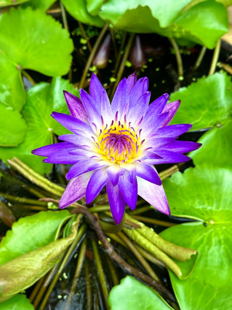 istock Top view beautiful purple lotus flowers 1989396799