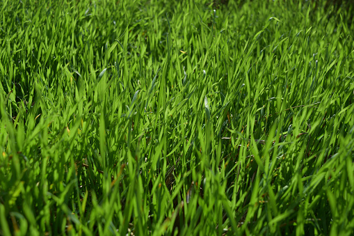 Close up of a lush green rice field at a eco farm in the southern Uva Province in Sri Lanka