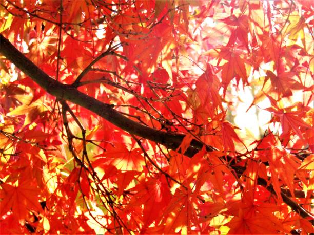 istock Japan. November. Maple leaves. 1989406055
