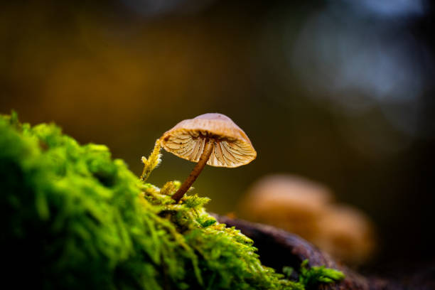 istock Closeup of a tiny mushroom on a mossy log 1989407081