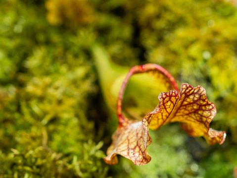 Sarracenia, commonly called trumpet pitcher. Colorful carnivorous pitcher plant.
