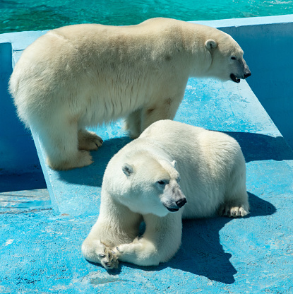Two Polar bears in the zoo.