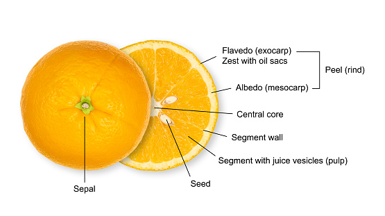 Structure of an halved orange, cross section of a citrus fruit, with legend. Anatomy of a sweet orange showing segments with juice vesicles, the peel with oil sacs, seeds, central core and the sepal.