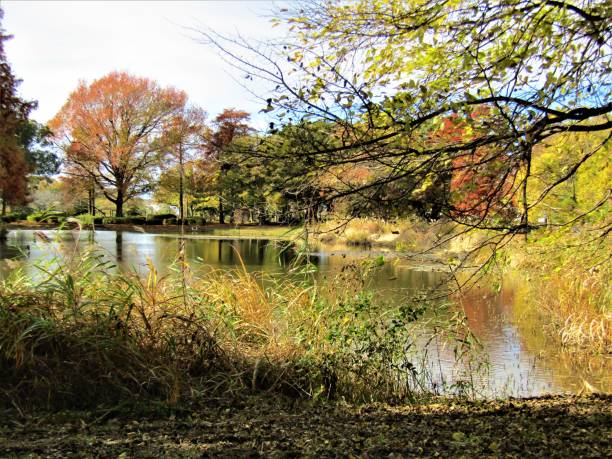 istock Japan. November. Pond in the forest. Impression. 1989419182