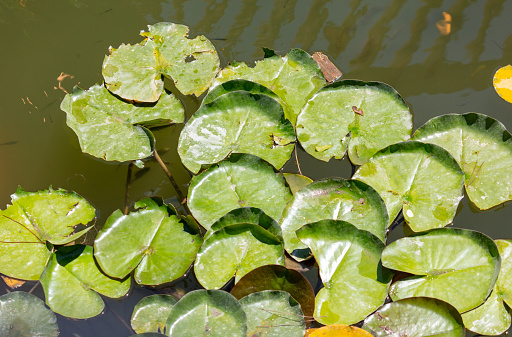 Green leaves float on the lake water.