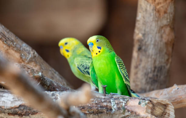 istock Portrait of a budgerigar in nature 1989427152