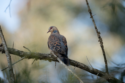 An Oriental Turtle Dove perched on a branch in a pine tree.
