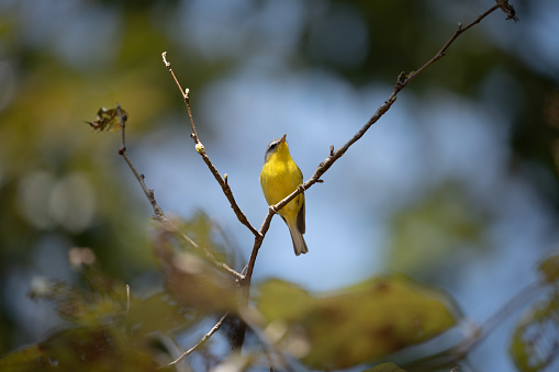 A Gray Hooded Warbler perched on a branch in the forest.