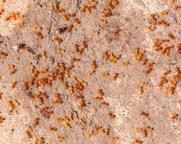 istock Yellow ants on the ground. Close-up 1989449663