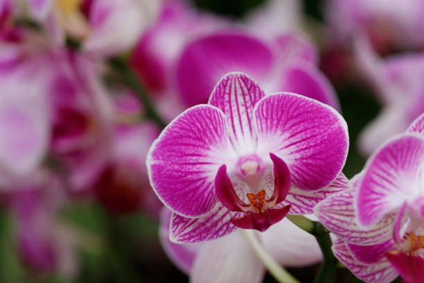 istock Pink Moth Orchids Flowers Close-up 1989460609