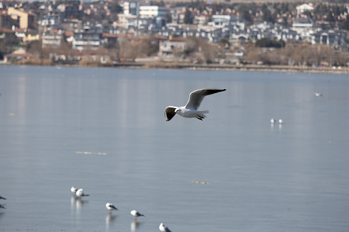 bird, sky, seagull, flying, flight, fly, blue, gull, nature, sea, wings, animal, birds, white, wildlife, wild, freedom, wing, beak, ocean, feather, soaring, seabird, air, pelican