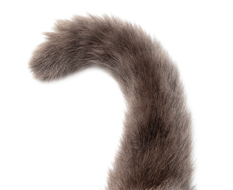 Cat's tail isolated on transparent background. Close-up .