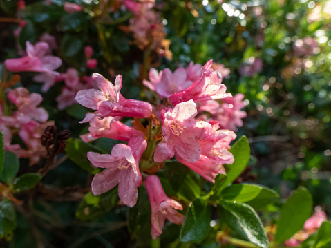 Close-up shot of the tall shrub - Alpenrose, snow-rose or rusty-leaved alpenrose (Rhododendron ferrugineum) blooming with clusters of pinkish-red, bell-shaped flowers throughout the summer