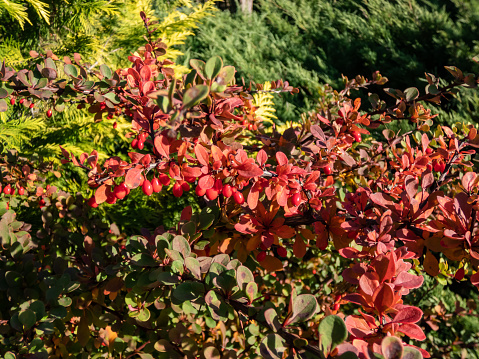 Close-up of orange and red leaves and red fruits of low-growing, deciduous shrub of Japanese barberry (Berberis thunbergii) 'Green Carpet' in autumn