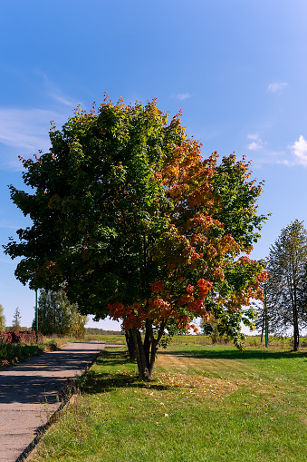 A maple with yellow-green leaves was photographed against a background of blue sky and other deciduous trees. Place for the inscription.