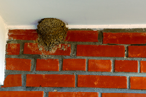 The swallow's nest is located at the junction of a brick wall and a concrete floor.