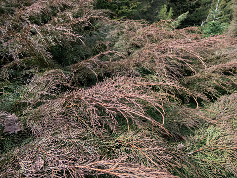 Evergreen coniferous shrub the Siberian carpet cypress, Russian arbor-vitae (Microbiota decussata) with foliage of flat sprays with scale-like leaves that turned brown