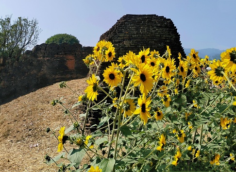 In the picture is the late sky one day. In the picture there is an old city wall, there are green trees, and the flowers are a number of bright yellow sunflowers. The colors are very beautiful.