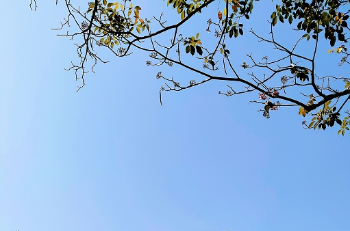 In the picture, the sky is one late morning with sunlight and the sky in the right corner of the picture has green and yellow branches in late winter.