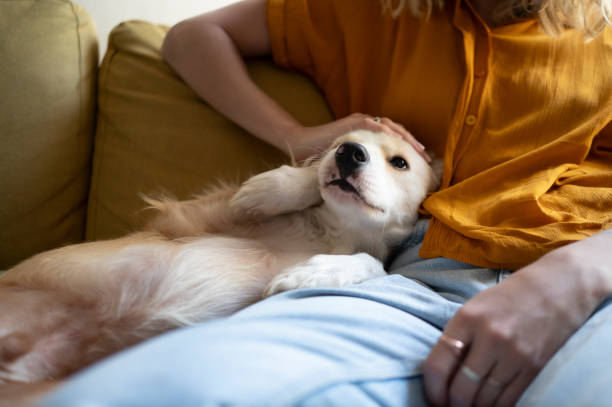 istock Hand, puppy on sofa love or scratch head or bonding in home or connection, cuddle or embrace. Labrador, pet owner and relax on couch or weekend peace or loyalty together for animal, stroke or comfort 1989524967
