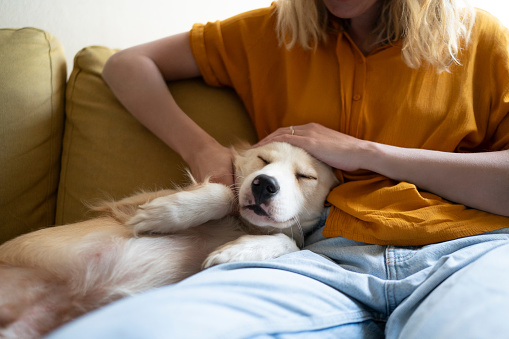 Hand, puppy on couch for love embrace or stroke for bonding in home or connection, cuddle or sleep. Labrador, pet owner and relax for weekend peace or loyalty together fr animal, scratch or comfort