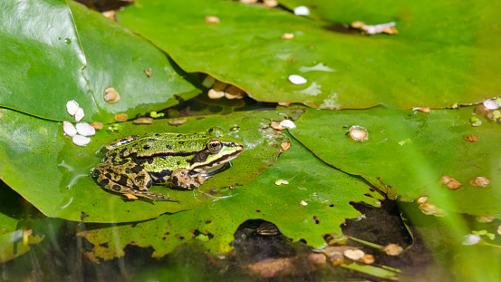 A small green frog or Pelophylax lessonae on a green lily pad in summer