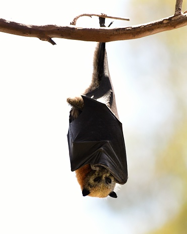 Flying fox hanging in a tree in Melbourne Australia