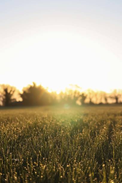 istock The morning light on this field 1989545168