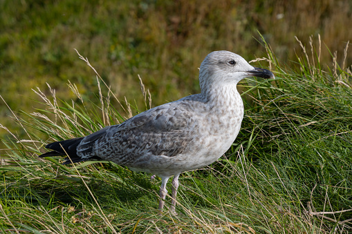 Close up of a Seagull standing in the grass on a cliff