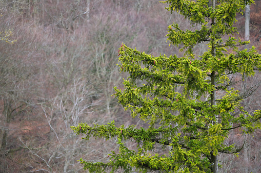 Big green coniferous tree in a forest
