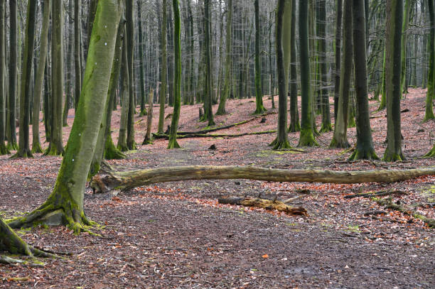 Jasmund National Park primeval forest at spring