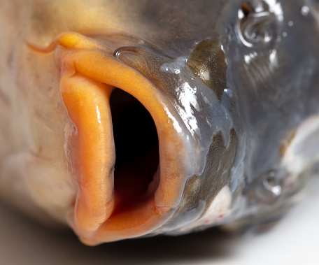 Close-up of the lips of a carp fish. Macro.
