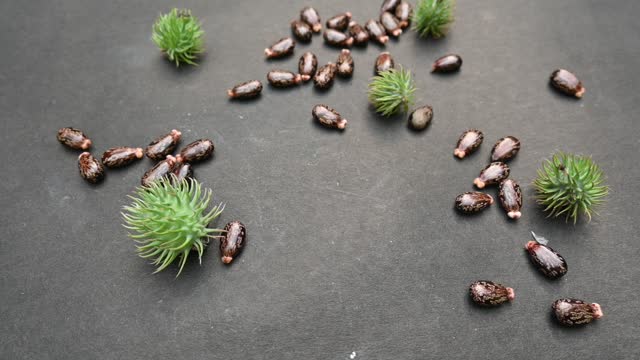 Castor seeds slow motion video.