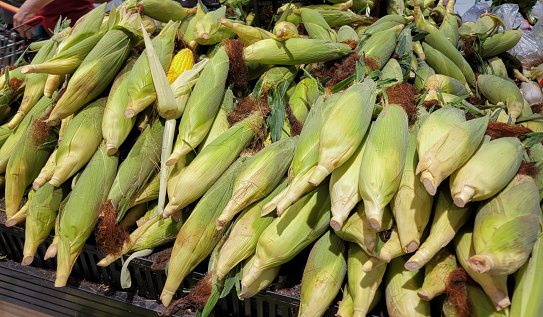 fresh corn for sale