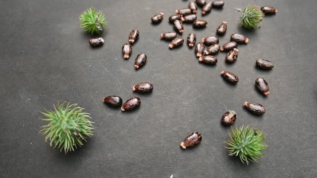 Castor seeds slow motion video.